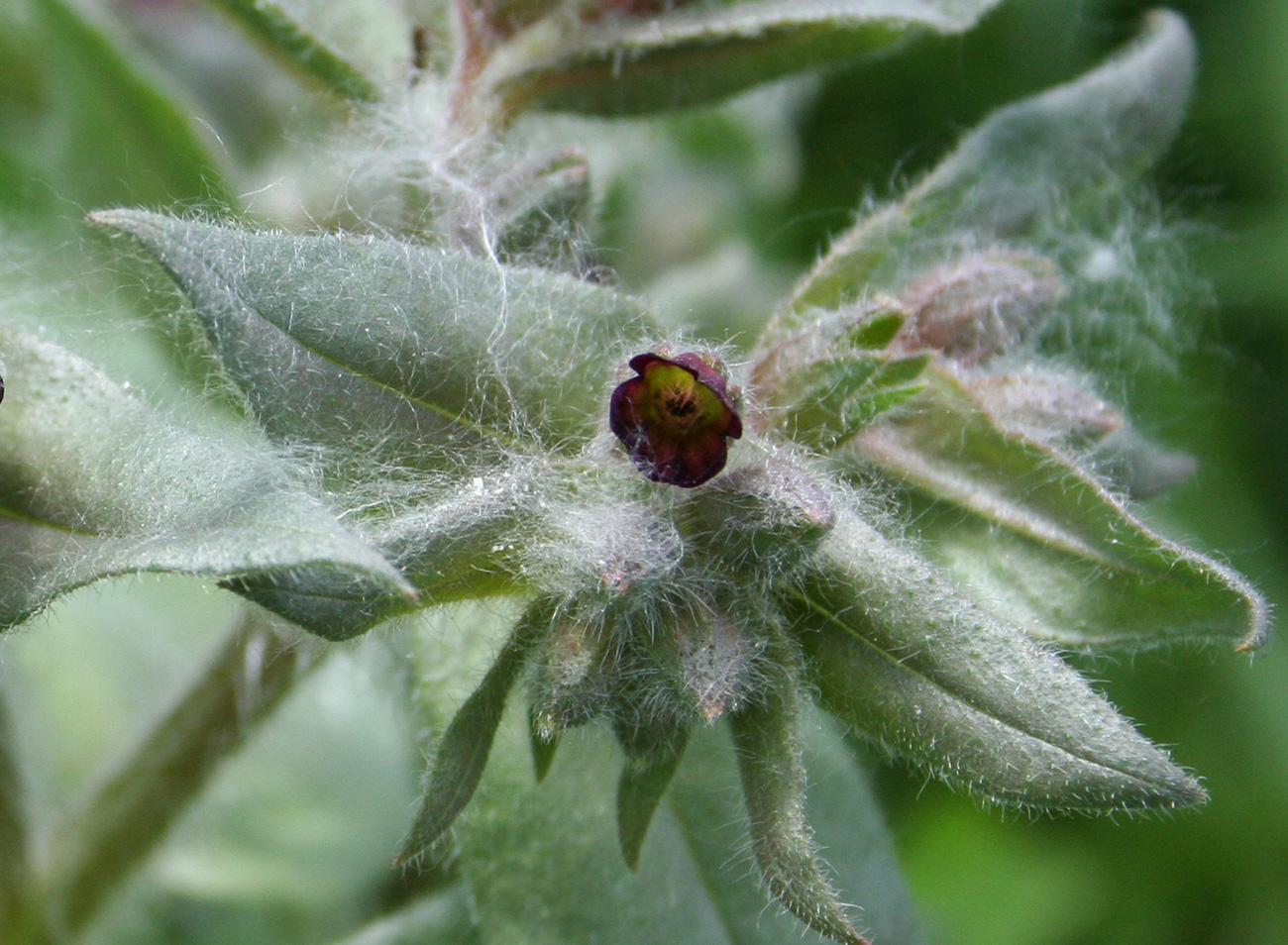 Image of Nonea pulla specimen.