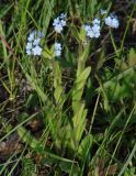 Myosotis imitata. Цветущие растения. Иркутская обл., Иркутский р-н, близ устья р. Иркут, луг. 30.05.2015.