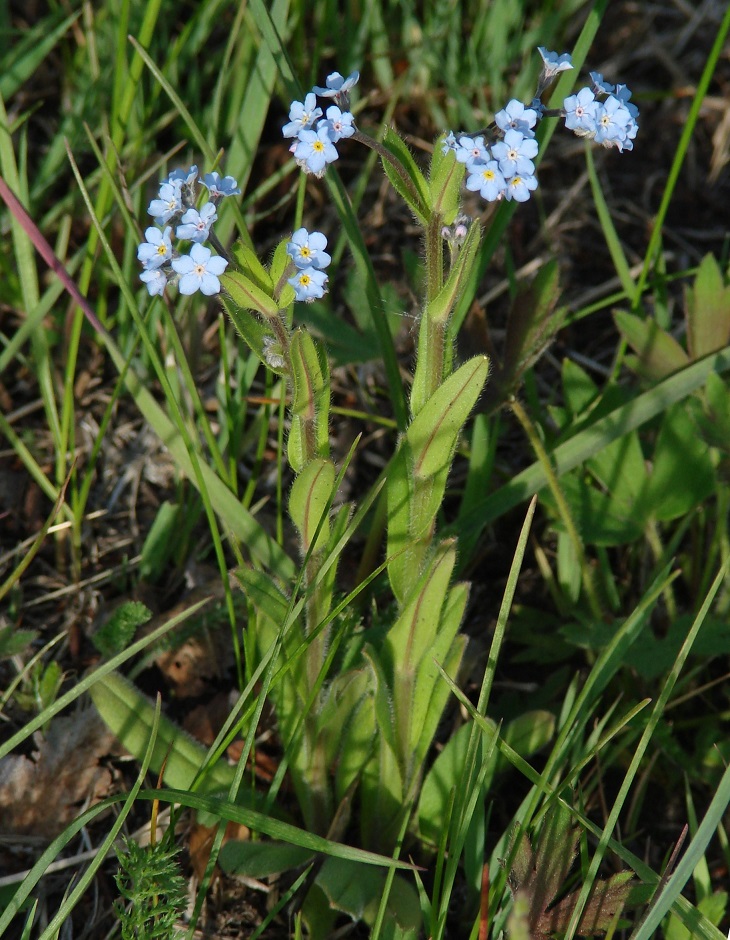 Изображение особи Myosotis imitata.