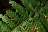 Polystichum aculeatum