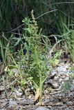 Spinacia turkestanica. Отцветающее растение. Южный Казахстан, левый берег Сыр-Дарьи в 10 км выше Сюткента. 29.04.2015.