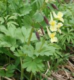 Corydalis bracteata. Часть растения с незрелыми плодами и цветущее растение. Восточный Казахстан, Глубоковский р-н, окр.с. Тарханка, склон сопки. 02.05.2013.