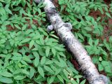 Streptopus streptopoides. Вегетирующие растения. Якутия (Саха), Алданский р-н, северная окраина Алдана, тайга. 21.06.2012.