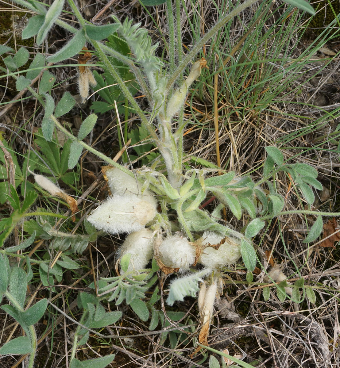 Изображение особи Astragalus testiculatus.