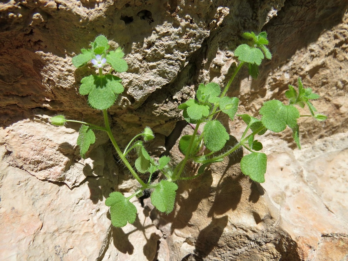 Image of Veronica hederifolia specimen.