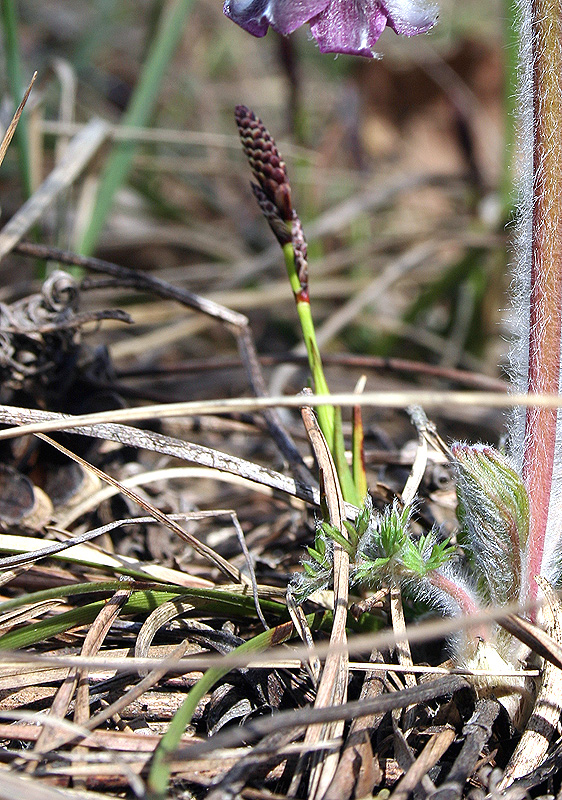 Image of Carex ericetorum specimen.