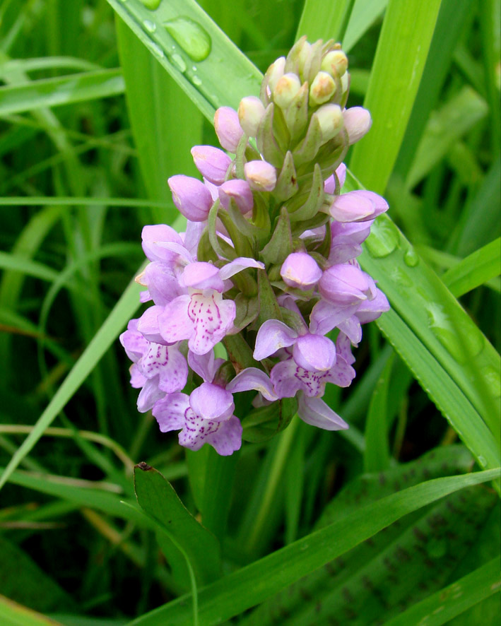 Image of Dactylorhiza baltica specimen.