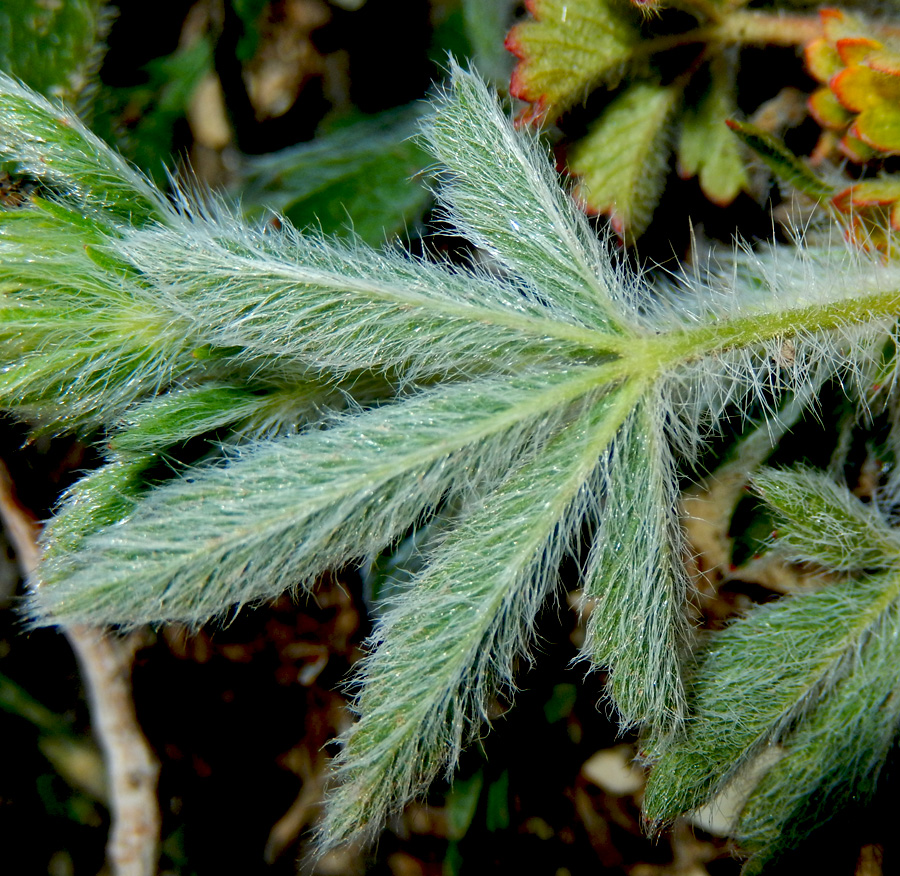 Image of Potentilla taurica specimen.