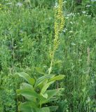 Veratrum lobelianum