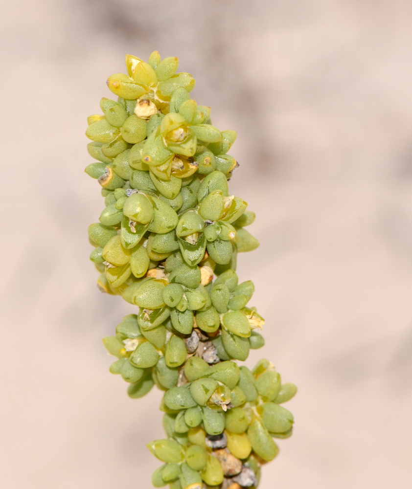 Image of Traganum moquinii specimen.