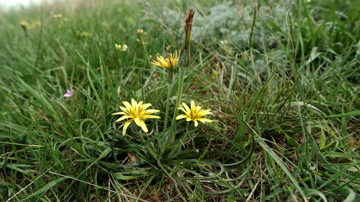 Image of Scorzonera mollis specimen.