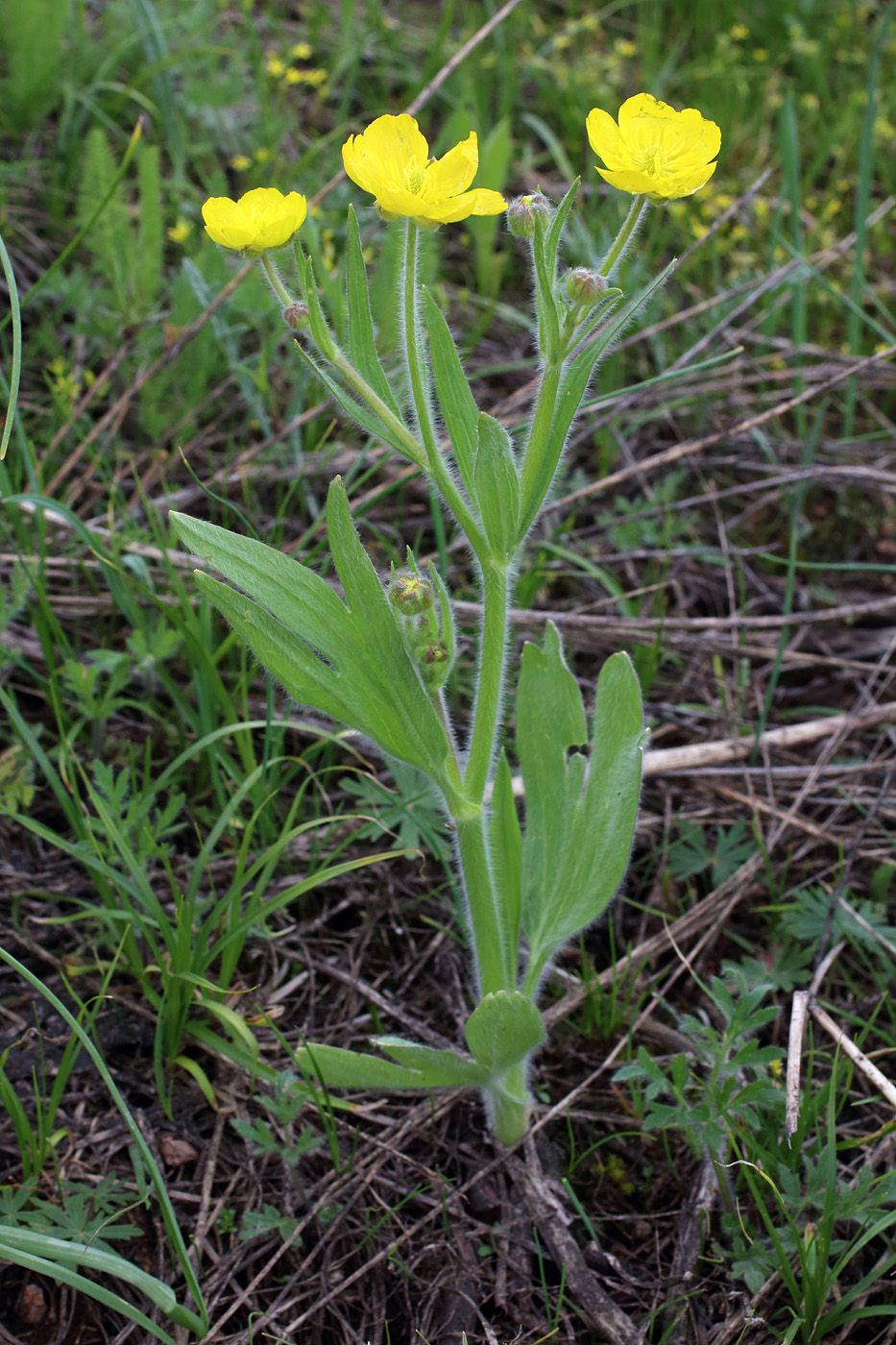 Изображение особи Ranunculus paucidentatus.