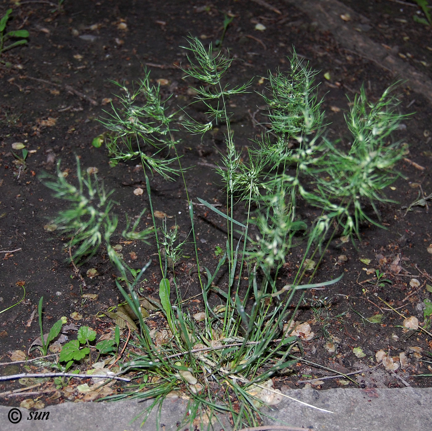 Image of Poa bulbosa ssp. vivipara specimen.