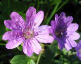Geranium pyrenaicum