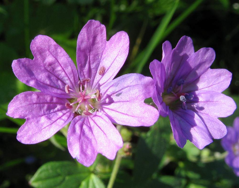Image of Geranium pyrenaicum specimen.