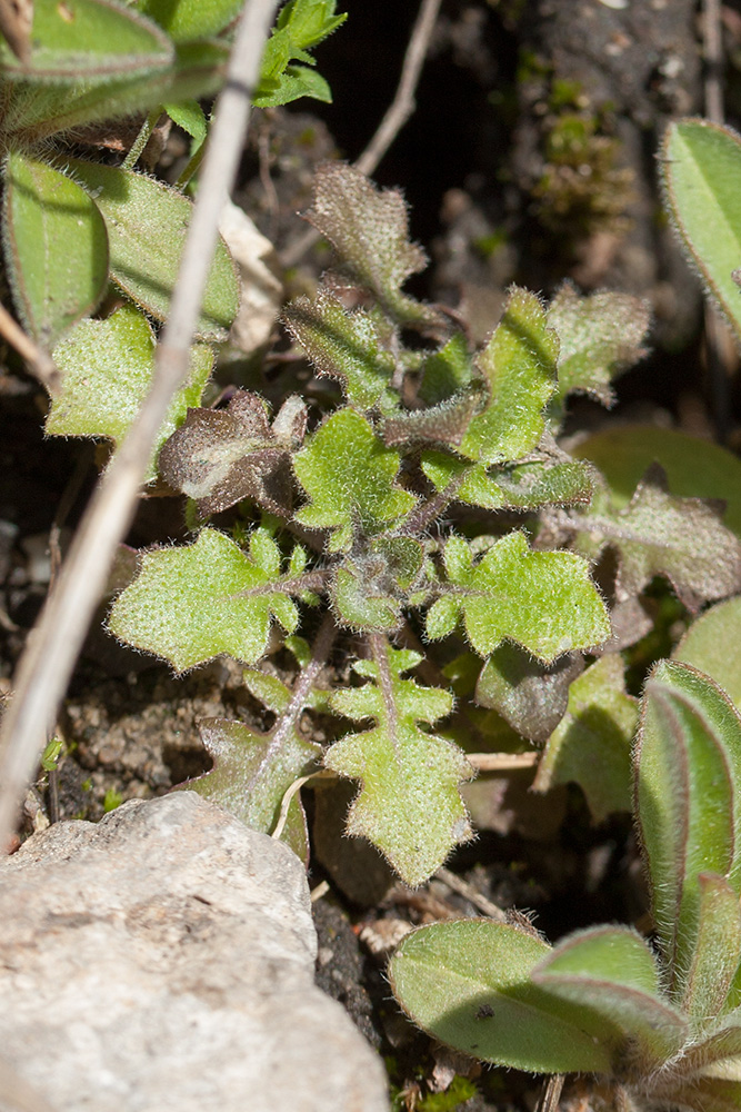 Изображение особи Arabidopsis arenosa.