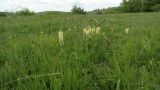 Pedicularis sibthorpii. Цветущие растения. Крым, Долгоруковская яйла. 22.05.2016.