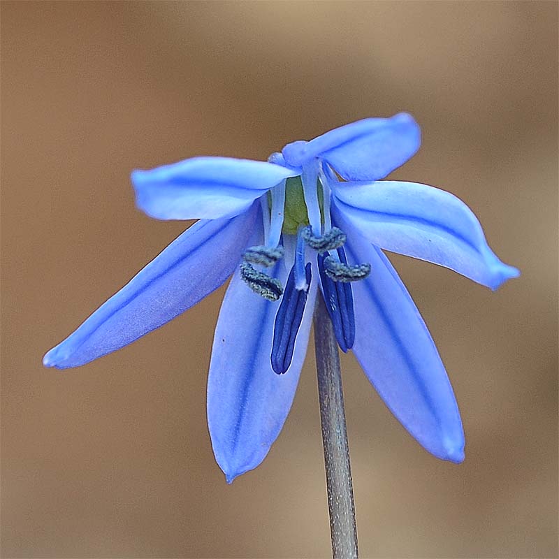 Image of Scilla armena specimen.