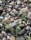 Tragopogon turkestanicus