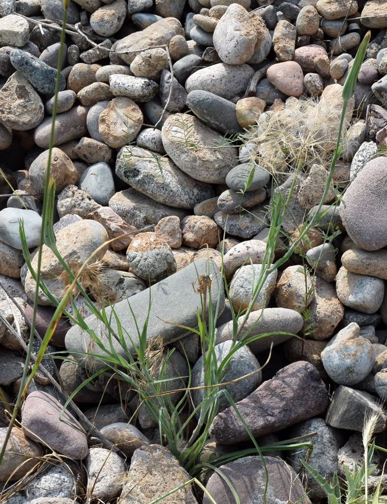 Image of Tragopogon turkestanicus specimen.