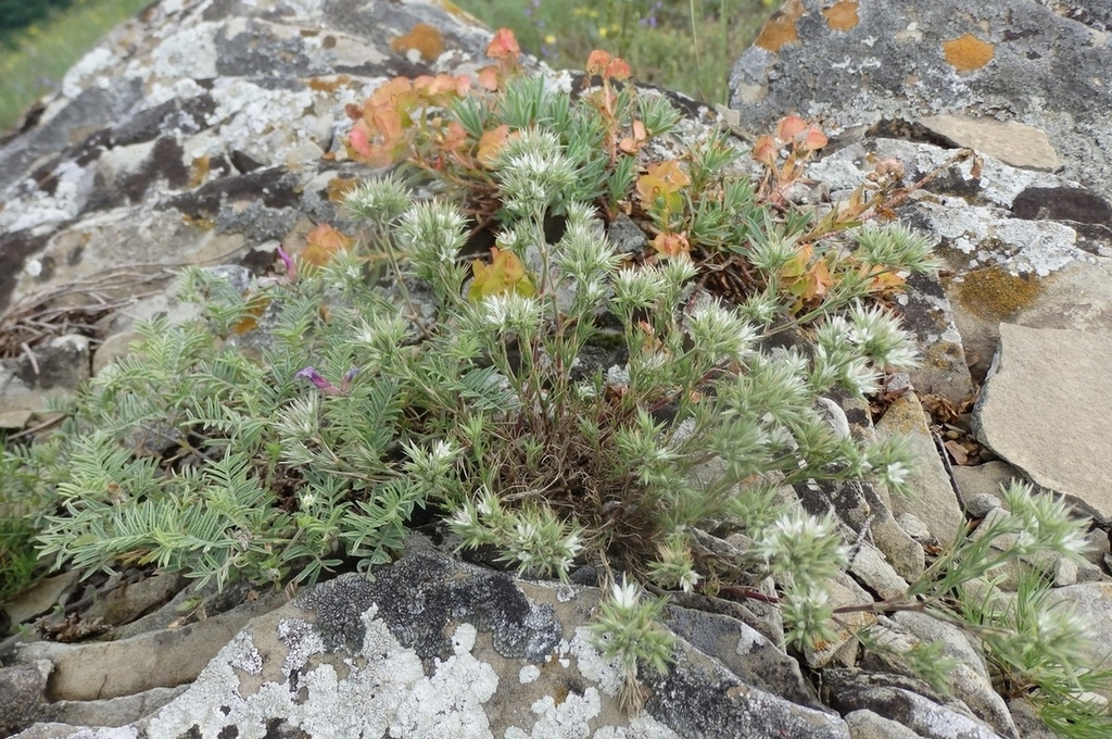 Image of Minuartia glomerata specimen.