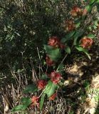 Holmskioldia sanguinea