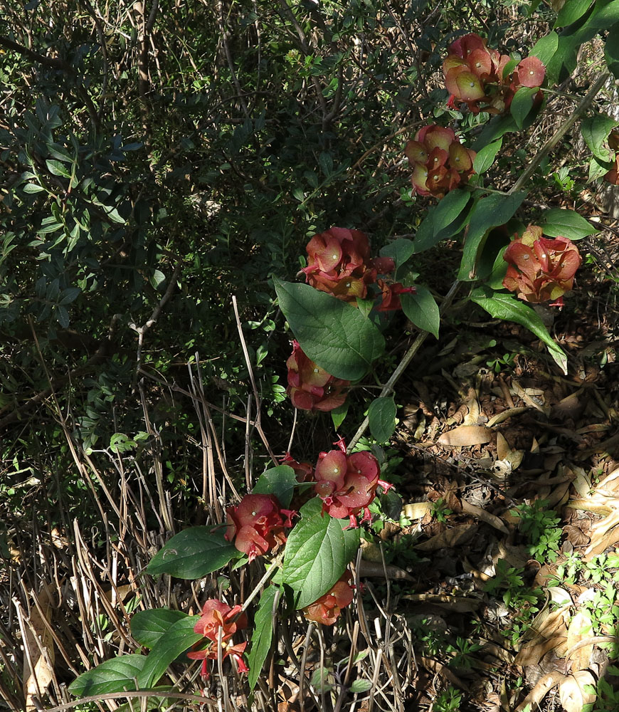 Изображение особи Holmskioldia sanguinea.