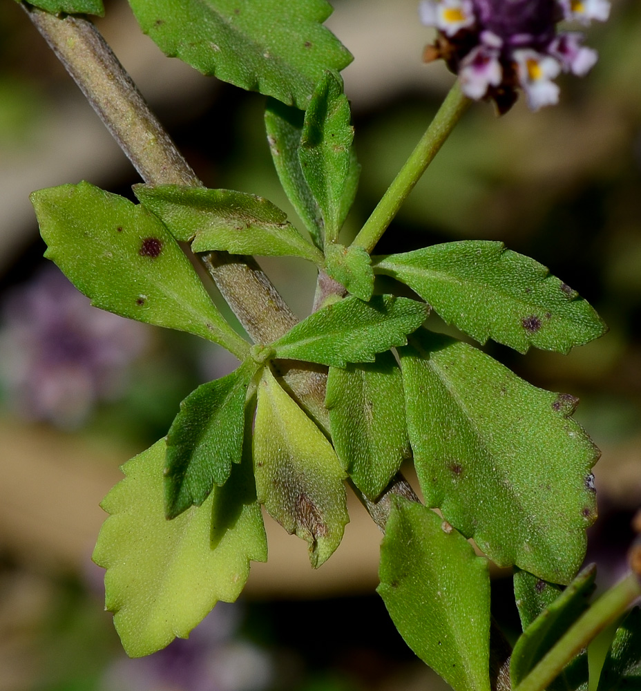 Image of Lippia nodiflora specimen.