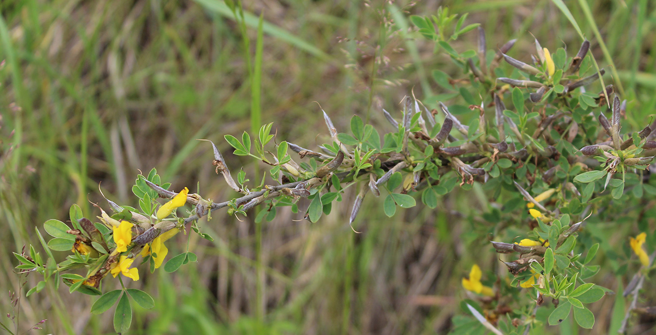 Image of Chamaecytisus ruthenicus specimen.