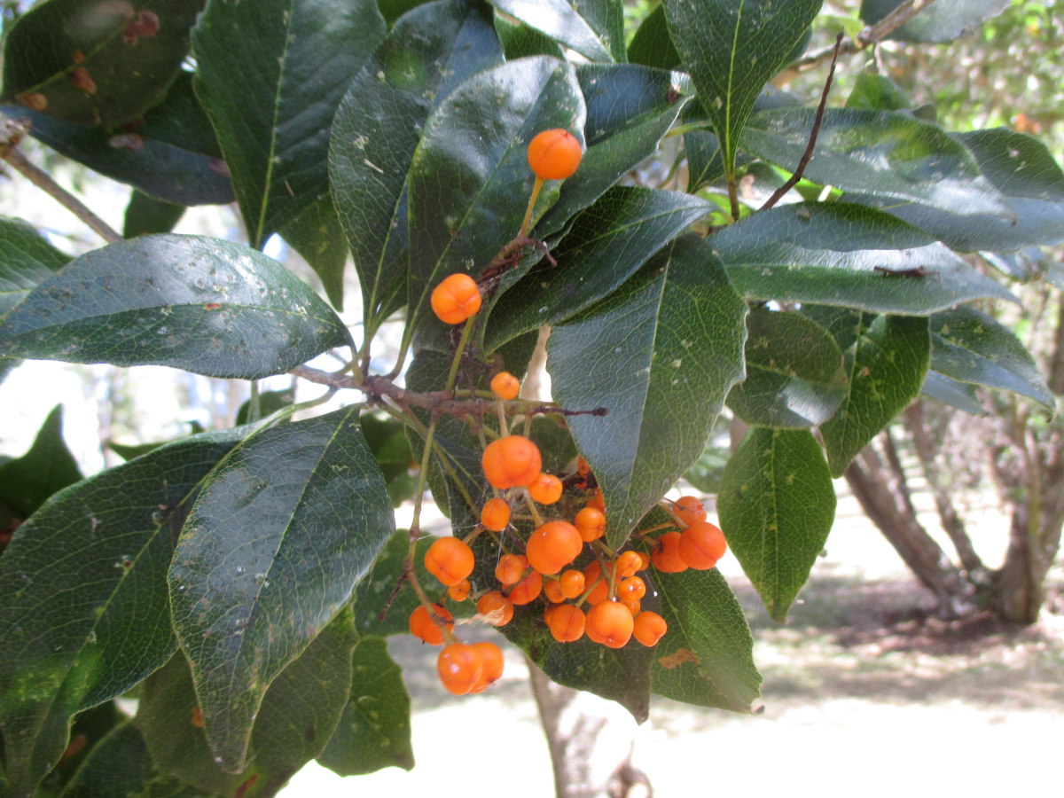 Image of Pittosporum rhombifolium specimen.