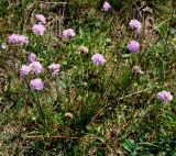 Armeria vulgaris