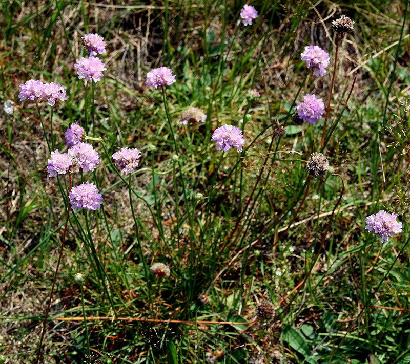 Изображение особи Armeria vulgaris.