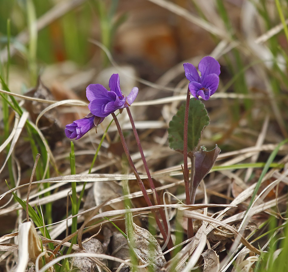 Image of Viola tenuicornis specimen.