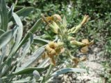 Matthiola fragrans