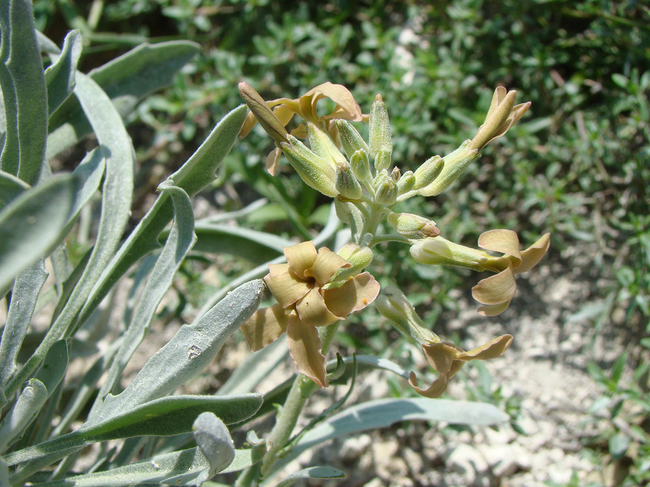 Image of Matthiola fragrans specimen.