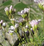 Eremogone lychnidea. Верхушки побегов с цветками. Кабардино-Балкария, Эльбрусский р-н, долина р. Ирик, ок. 2600 м н.у.м. 14.07.2016.