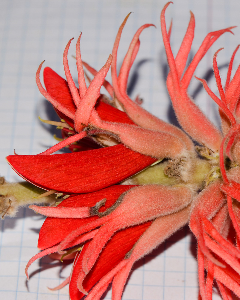 Image of Erythrina abyssinica specimen.