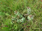 Rhodiola rosea