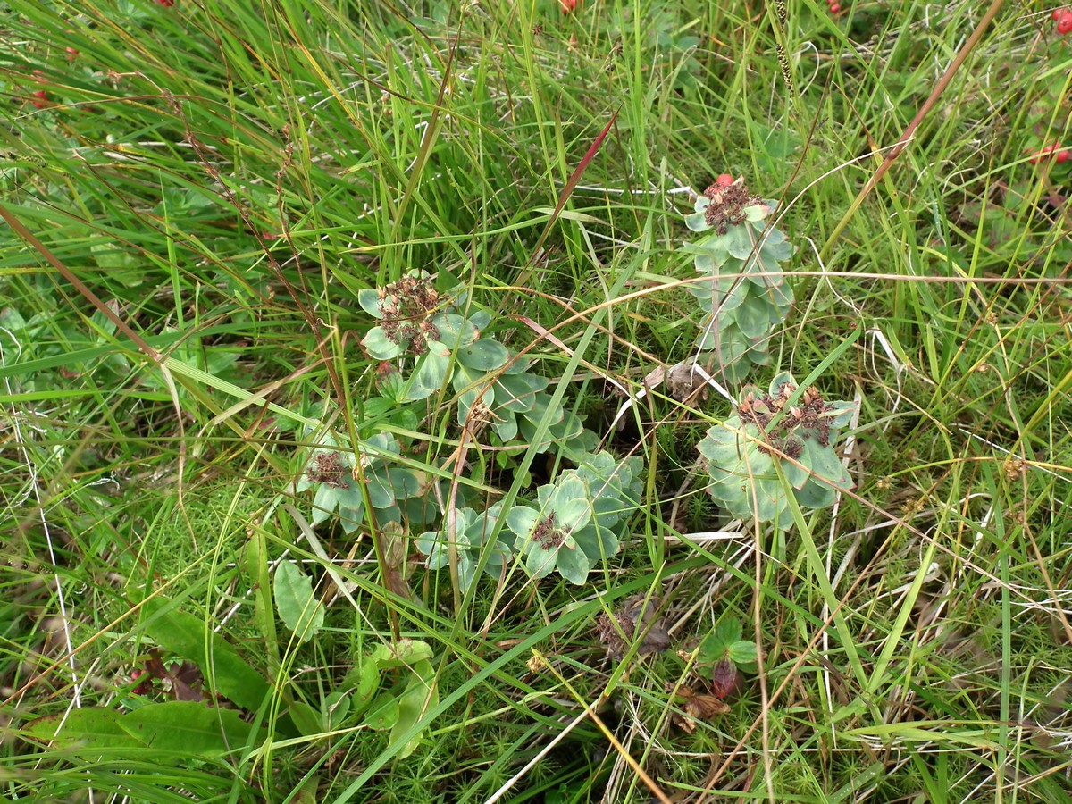 Image of Rhodiola rosea specimen.