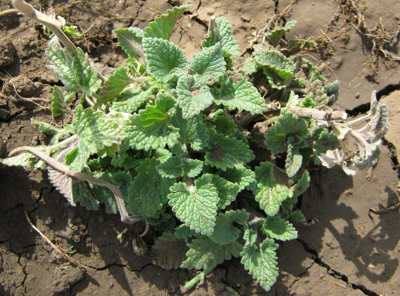 Image of Nepeta cataria specimen.