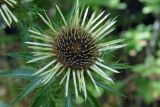 Carlina biebersteinii