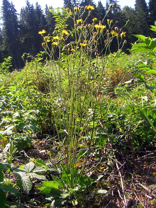 Изображение особи род Hieracium.