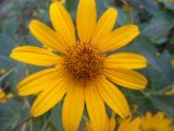 Heliopsis helianthoides