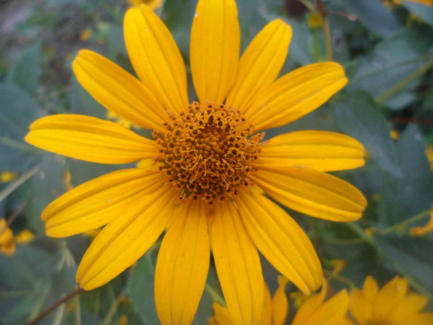 Image of Heliopsis helianthoides specimen.
