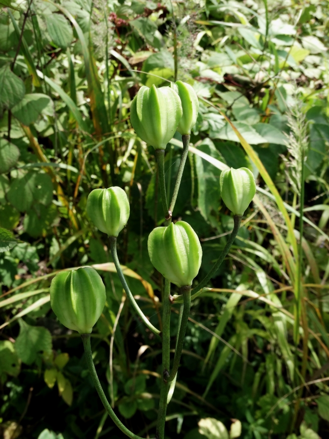 Изображение особи Lilium distichum.