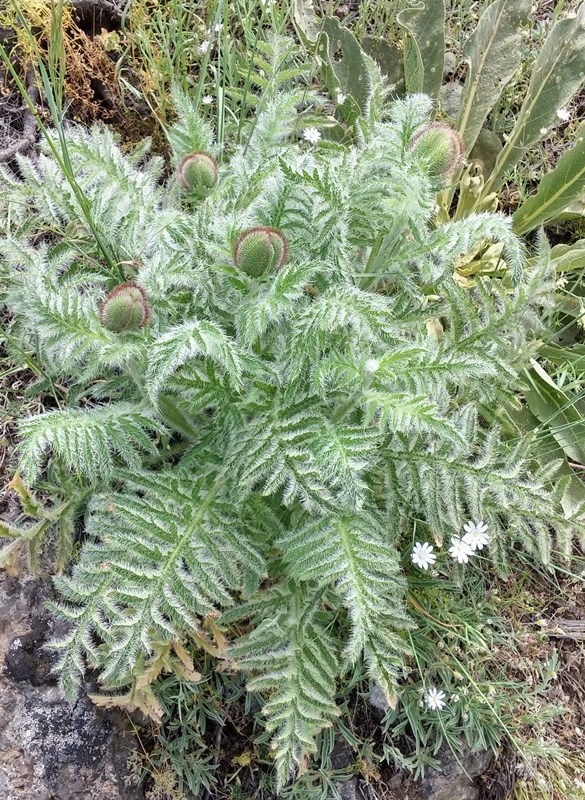 Изображение особи Papaver orientale.