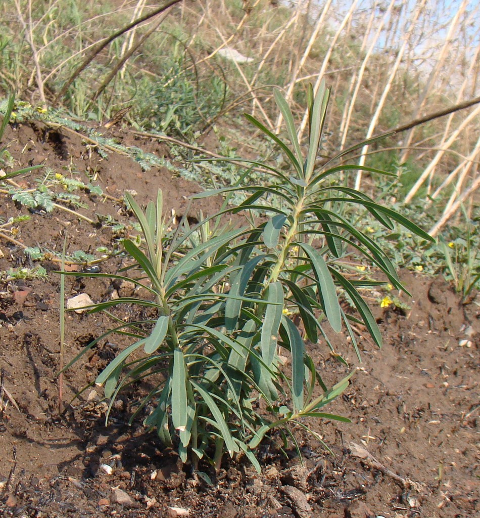 Изображение особи Euphorbia virgata.