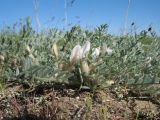 Astragalus sareptanus