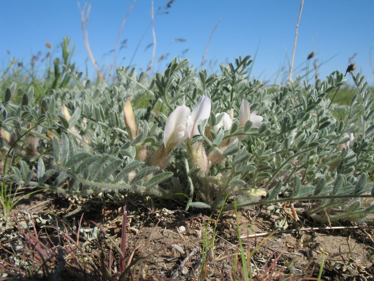 Изображение особи Astragalus sareptanus.