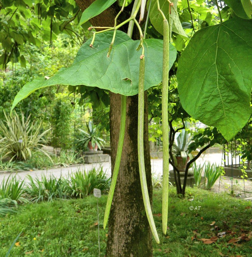 Image of Catalpa bignonioides specimen.
